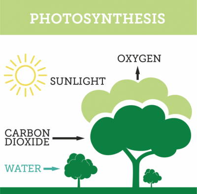 Photosynthesis-02